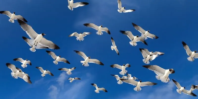 Đàn chim trong lô đề mang đến điềm báo vô cùng sâu sắc